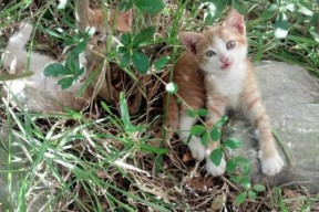 华体会体育-剑影下的绝杀者，意甲焦点战之夜，弗拉霍维奇如何改写比赛剧本