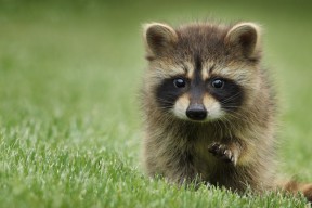 华体会-破次元争霸，深圳电竞队湖人皮肤胜出，武切维奇虚拟英超接管比赛